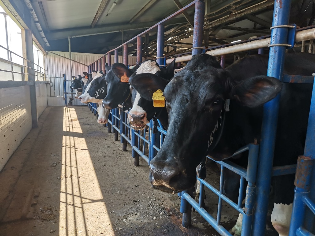Государственная инспекция труда в Чувашской Республике начала расследование тяжёлого несчастного случая с животноводом в АО «Чувашское» по Племенной работе 